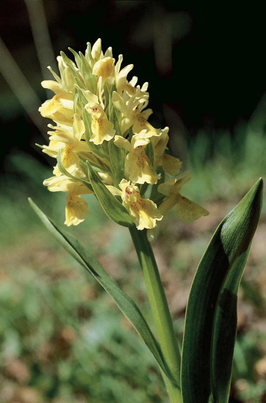 无人,竖图,室外,白天,叶子,意大利,花,一个,黄色,自然,摄影,单个,环境,南欧,卡拉布里亚,兰花,彩图