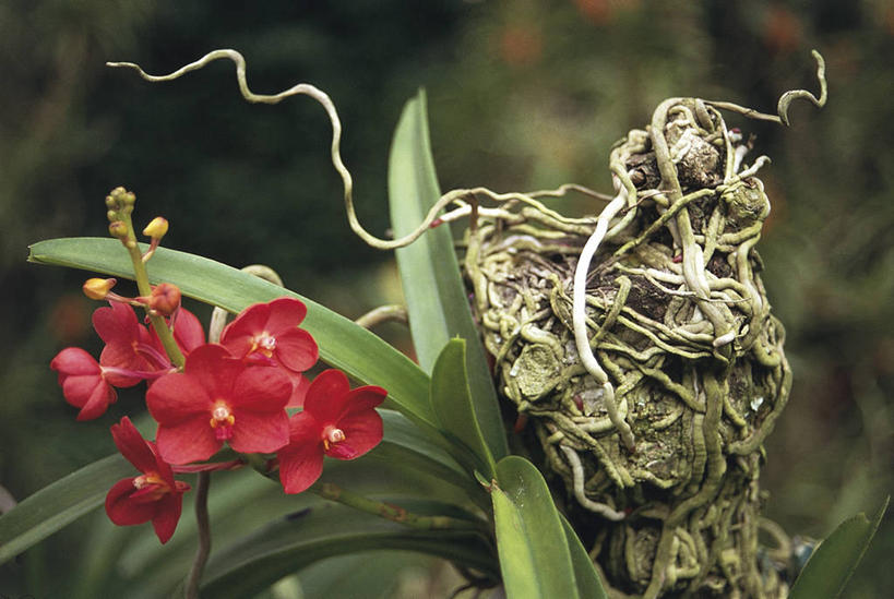 无人,横图,室外,特写,白天,新加坡,环绕,缠绕,花,红色,自然,摄影,环境,纠缠,兰花,彩图,国家胡姬园