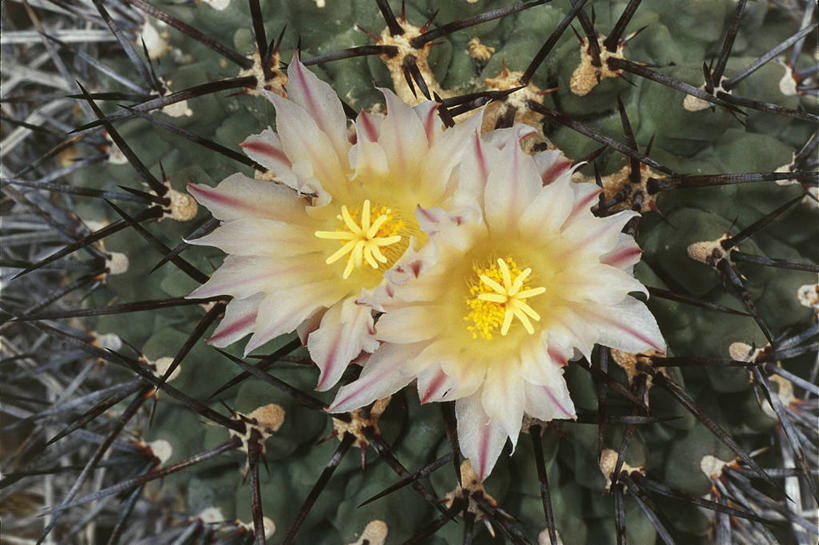 无人,横图,室外,特写,白天,仙人掌,花,黄色,自然,摄影,环境,荆棘,彩图,肉质植物