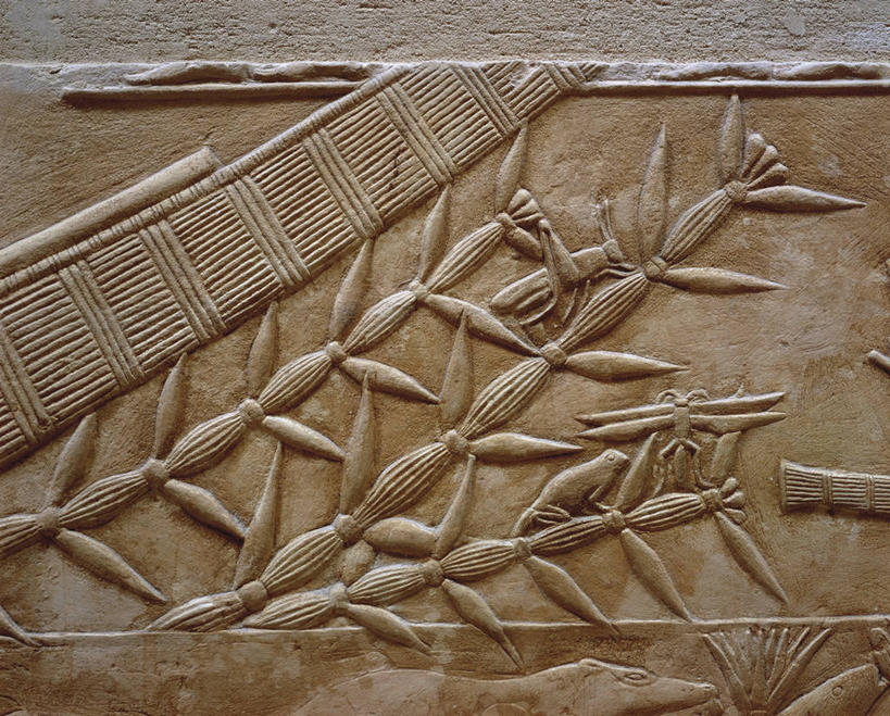 无人,横图,室外,建筑,野生动物,雕塑,埃及,开罗,装饰,蛙,昆虫,蚱蜢,围墙,联合国,首都,历史,摄影,沼泽,坟墓,中东,节肢动物,北非,中东文化,萨卡拉,埃及文化,潘塔纳尔湿地,古埃及文明,古代文明,彩图,浅浮雕,联合国教科文组织,雕刻术