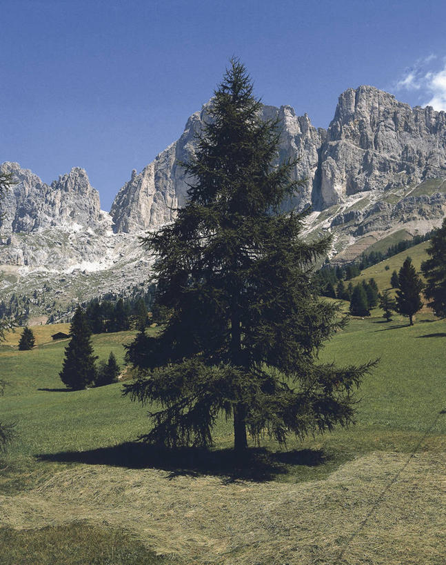 无人,竖图,室外,白天,旅游,度假,美景,山,科学,地形,景观,娱乐,树,风景,自然,享受,休闲,景色,放松,摄影,环境,生物学,自然风光,彩图,挪威云杉