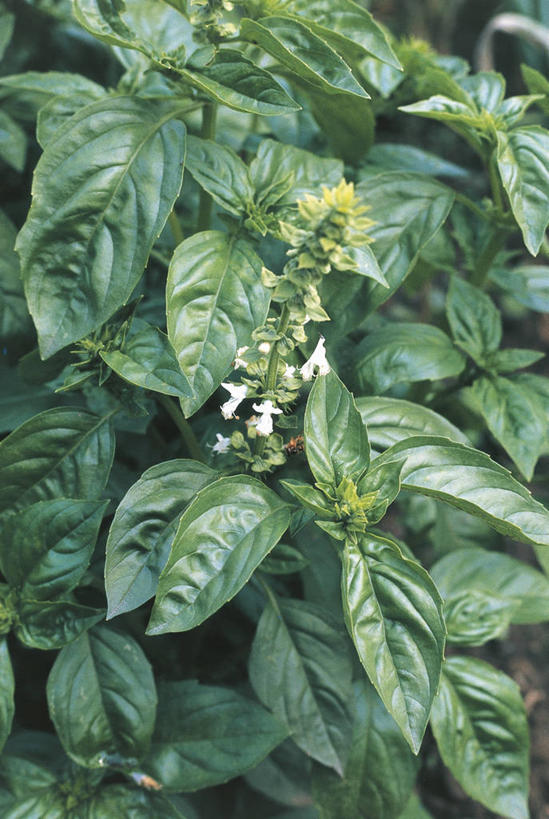 无人,横图,竖图,俯视,室外,白天,植物,叶子,科学,自然,摄影,环境,罗勒,生物学,草本,彩图,高角度拍摄