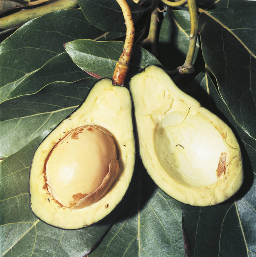 点心,面包,无人,果园,竖图,方图,室外,特写,白天,农业,蔬菜,水果,叶子,美国,切开,科学,食品,面点,果树,种子,枝,吐司,饮食,食物,糕点,自然,切,鳄梨,摄影,法式面包,环境,生物学,北美,北美洲,清新,美洲,横截面,剖面,吐司面包,切面,落叶树,北亚美利加洲,亚美利加洲,肯塔基,肯塔基州,青草之州,劳雷尔县,彩图,多士,听型面包,美利坚合众国