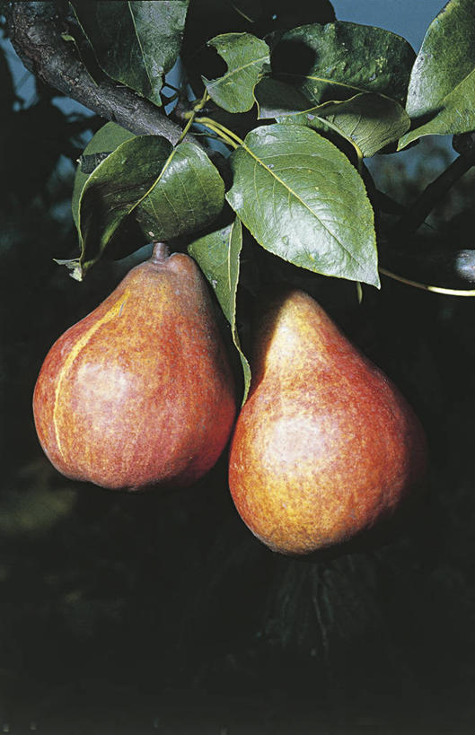 无人,果园,竖图,室外,特写,农业,梨,水果,叶子,照明,科学,灯光,食品,果树,枝,饮食,灯,树,自然,黄昏,灯具,摄影,环境,照亮,生物学,照明设备,闪光灯,落叶树,梨树,彩图