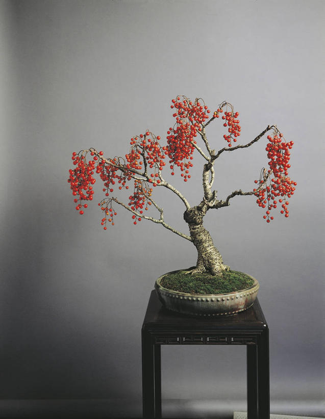 无人,竖图,室内,白天,柳树,静物,科学,盆景,座位,两个,红色,自然,摄影,生长,吧椅,环境,生物学,落叶树,彩图