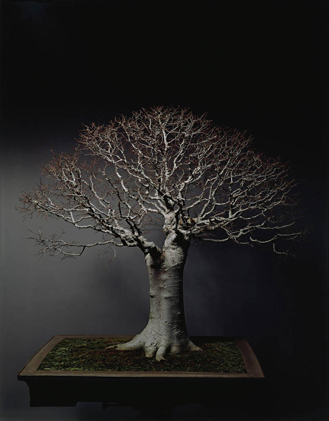 无人,竖图,室内,静物,黑色背景,科学,盆景,树,一个,黑色,自然,摄影,单个,环境,生物学,创造力,彩图,影棚拍摄