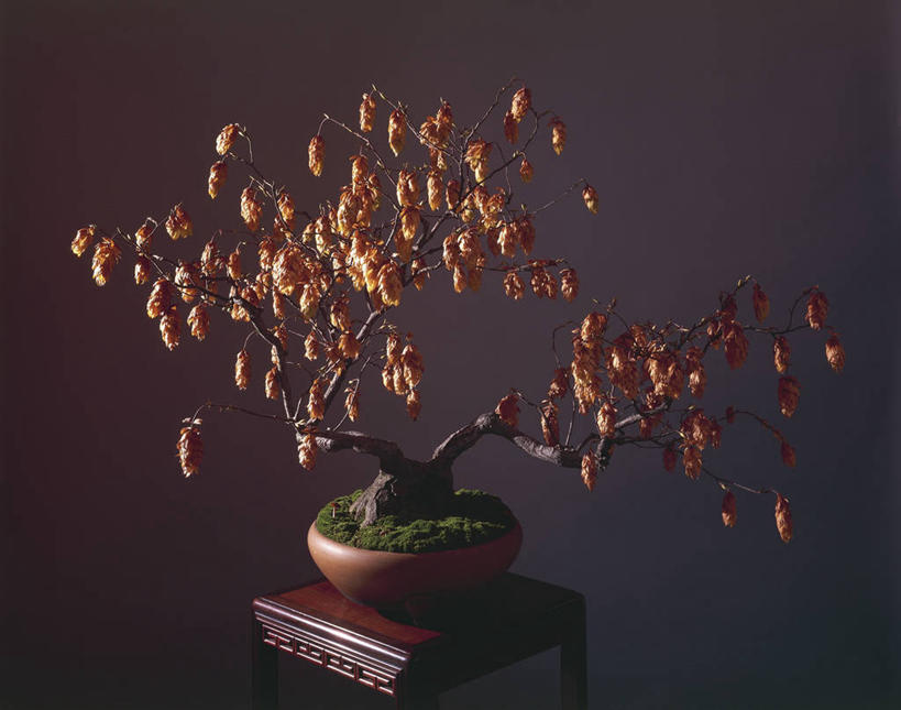 无人,横图,室内,家具,桌子,静物,科学,盆景,树,两个,一个,自然,摄影,单个,环境,生物学,创造力,彩图,影棚拍摄