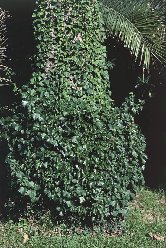 无人,竖图,室外,白天,美景,叶子,科学,景观,常春藤,树,自然,景色,摄影,生长,灌木,部分,环境,生物学,自然风光,五加科,彩图