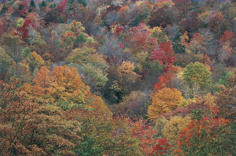 无人,横图,俯视,室外,白天,美景,森林,树林,美国,丰富,景观,树,风景,自然,景色,摄影,环境,北美,北美洲,自然风光,美洲,新罕布什尔州,北亚美利加洲,亚美利加洲,新罕布什尔,新罕布夏州,花岗岩州,花冈岩之州,滑雪之州,白山国家森林,新英格兰,国家森林公园,纽英仑,自然地理,秋天,彩图,高角度拍摄,美利坚合众国