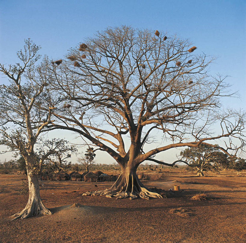 无人,横图,方图,室外,白天,美景,沙漠,非洲,塞内加尔,科学,鸟巢,景观,乡村,枝,树,风景,自然,景色,摄影,环境,生物学,自然风光,猴面包树,西非,自然地理,彩图,小屋