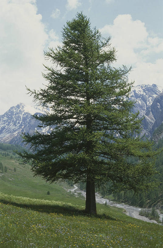 无人,竖图,室外,白天,美景,森林,山,法国,科学,景观,树,风景,自然,景色,摄影,环境,生物学,普罗旺斯,自然风光,中欧,云杉,落叶松,常绿树,上阿尔卑斯省,自然地理,针叶树,彩图,欧洲落叶松