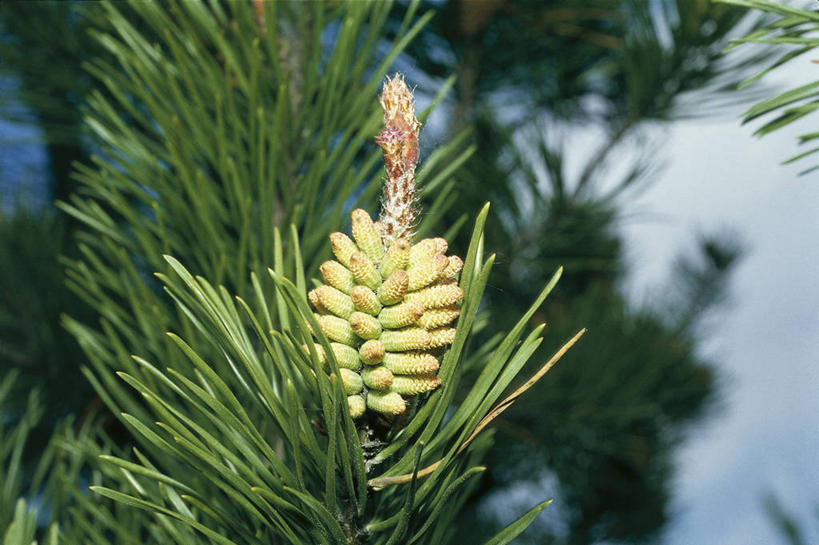 无人,横图,室外,特写,白天,松树,科学,花蕾,花,树,自然,摄影,生长,环境,生物学,清新,常绿树,开端,欧洲赤松,针叶树,彩图