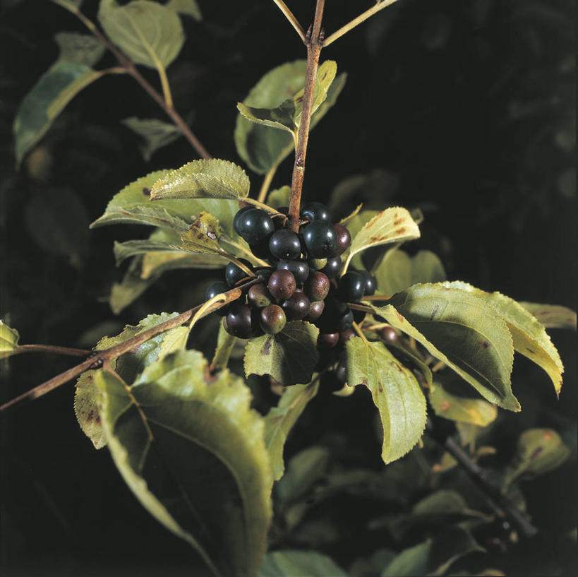 无人,横图,方图,室外,特写,夜晚,浆果,水果,叶子,科学,食品,种子,枝,红色,自然,摄影,生长,灌木,环境,生物学,沙棘,彩图