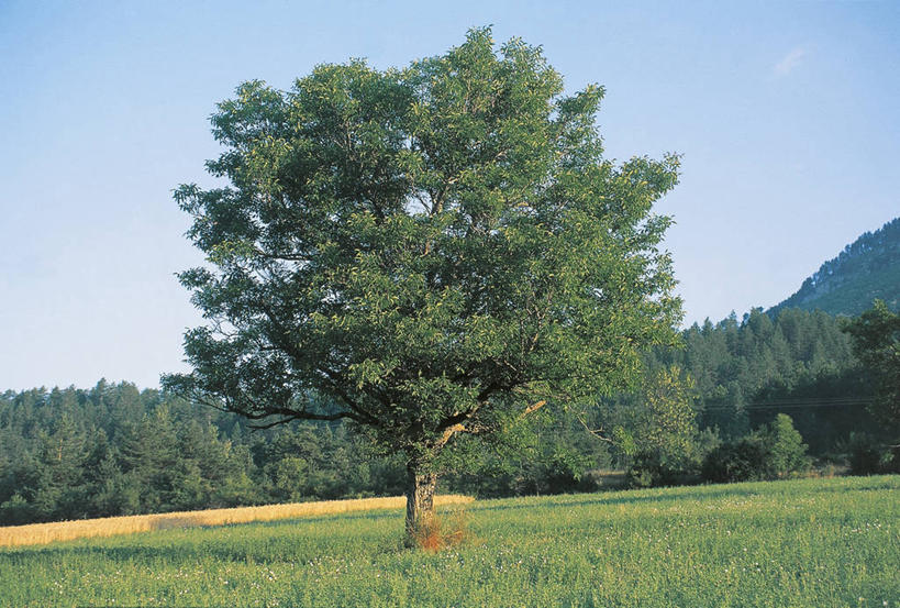 无人,横图,室外,白天,旅游,度假,美景,科学,地形,景观,田地,坚果,娱乐,树,风景,天空,自然,享受,休闲,景色,放松,摄影,环境,生物学,自然风光,胡桃,落叶树,万里无云,胡桃树,彩图