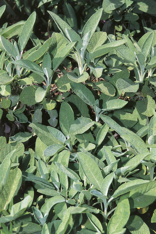 无人,竖图,俯视,室外,白天,植物,叶子,科学,自然,摄影,环境,鼠尾草,生物学,草本,彩图,高角度拍摄