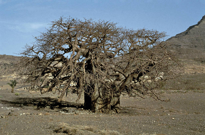 无人,横图,室外,白天,沙漠,非洲,科学,枝,树,风景,自然,摄影,环境,生物学,金钱紫花葵,锦葵,荆葵,钱葵,淑气花,小白淑气花,恩惠,猴面包树,彩图