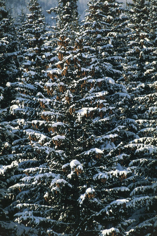 无人,竖图,室外,白天,美景,森林,雪,科学,景观,冬天,树,自然,景色,摄影,环境,生物学,自然风光,云杉,常绿树,针叶树,彩图,挪威云杉