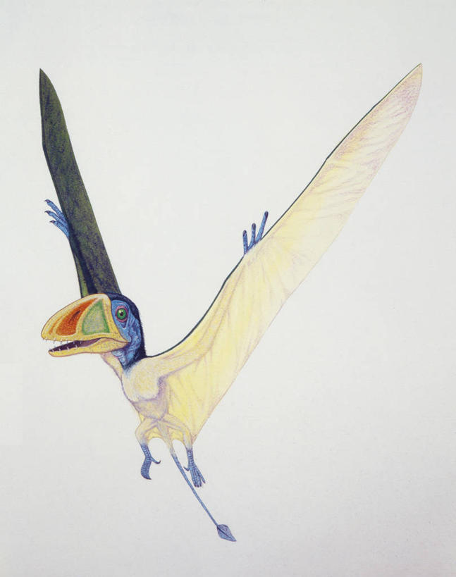 无人,竖图,插画,白色背景,数码,科技,野生动物,阴影,网络,翅膀,鸟类,爬行动物,高光,几何,计算机图形,合成,图画,历史,飞,画,白色,动物,恐龙,电脑合成图,数码合成图,合成图,脊椎动物,漫画,写实,具体,具象,灭尽,灭绝,史前动物,侏罗纪,古代史,地质学,翼龙,史前时代,彩图,中生代,过去,古生物学