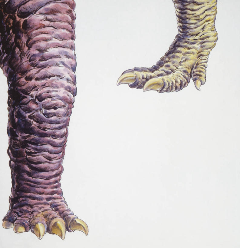 无人,竖图,方图,插画,特写,白色背景,数码,科技,野生动物,阴影,网络,高光,几何,计算机图形,合成,图画,历史,画,两个,白色,动物,两只,摄影,恐龙,影棚,爪,部分,电脑合成图,数码合成图,合成图,摄影棚,漫画,写实,具体,具象,异特龙,侏罗纪,古代史,地质学,史前时代,彩图,影棚拍摄,拍摄,中生代,过去,古生物学