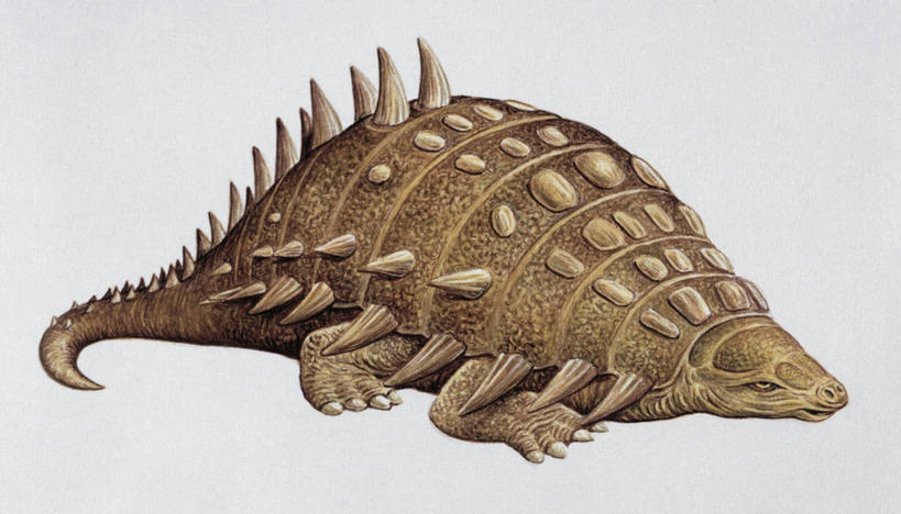 无人,横图,白色背景,野生动物,白色,自然,动物,恐龙,环境,锋利,尖锐,古代史,地质学,史前时代,彩图,白垩系,过去,古生物学