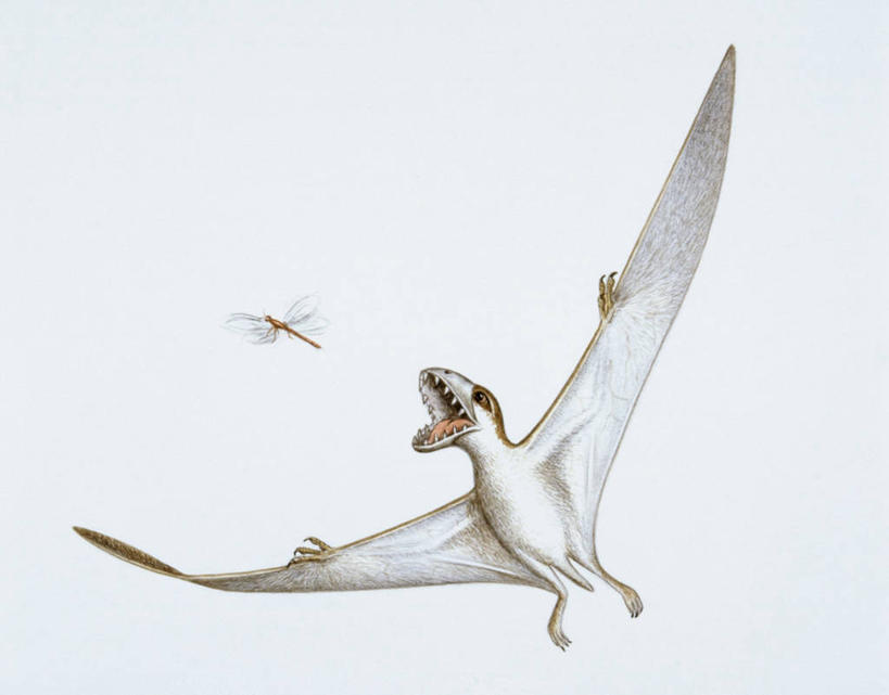 无人,横图,插画,白色背景,仰视,数码,科技,野生动物,阴影,网络,翅膀,爬行动物,蜻蜓,捕食,昆虫,高光,几何,计算机图形,合成,图画,历史,飞,画,白色,动物,打开,两只,恐龙,电脑合成图,数码合成图,开启,合成图,脊椎动物,漫画,益虫,写实,具体,具象,灭尽,灭绝,史前动物,侏罗纪,古代史,地质学,翼龙,史前时代,彩图,低角度拍摄,食物链,中生代,过去,古生物学