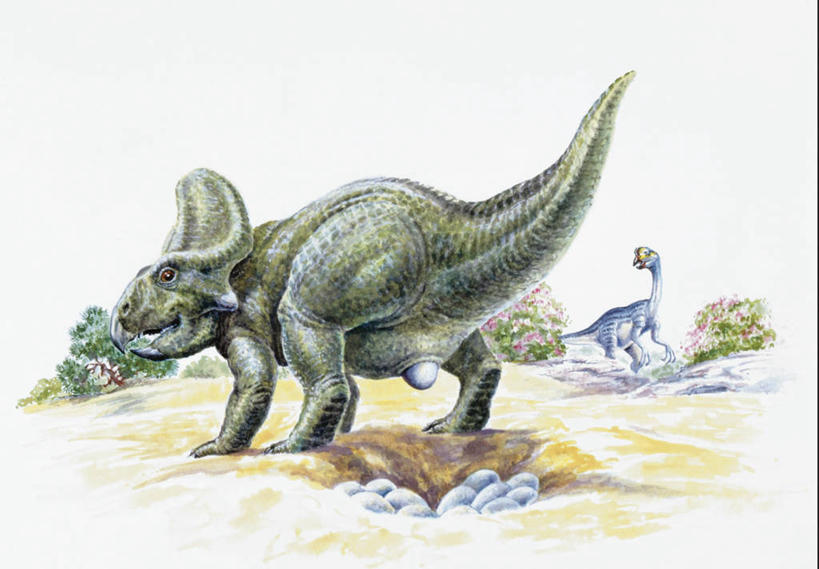 无人,站,横图,插画,室外,白天,数码,科技,野生动物,阴影,网络,高光,几何,计算机图形,合成,图画,历史,画,自然,动物,看,两只,恐龙,观看,环境,电脑合成图,数码合成图,合成图,漫画,写实,具体,具象,卵,偷蛋龙,原角龙,古代史,地质学,产卵,史前时代,彩图,中生代,白垩系,过去,古生物学