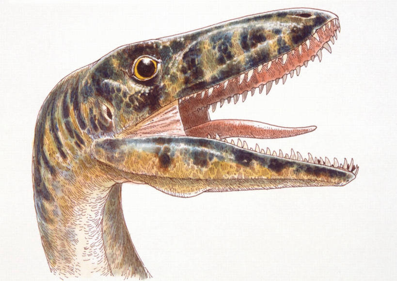 无人,横图,插画,特写,白色背景,侧面,数码,科技,野生动物,阴影,网络,高光,几何,计算机图形,合成,图画,历史,画,白色,动物,打开,恐龙,电脑合成图,数码合成图,开启,合成图,漫画,远古,写实,具体,具象,三叠纪,古代史,地质学,史前时代,彩图,年代,地质年代,地质时代,时代,显生宙,中生代,过去,古生物学