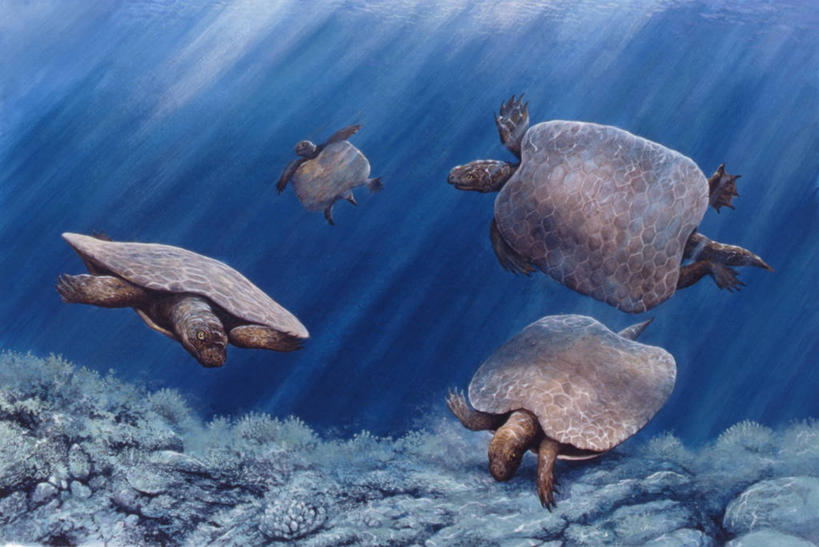 游泳,无人,横图,插画,室外,白天,数码,科技,水下,海洋,水,野生动物,贝壳,日光,阴影,网络,高光,几何,计算机图形,合成,图画,历史,画,自然,动物,环境,电脑合成图,数码合成图,合成图,漫画,远古,写实,具体,具象,三叠纪,古代史,地质学,史前时代,海龟,彩图,年代,地质年代,地质时代,时代,显生宙,中生代,过去,古生物学