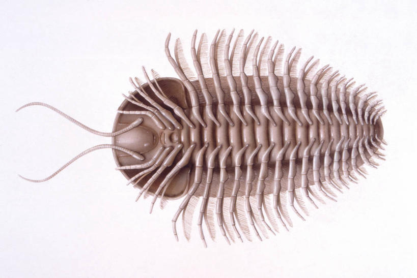 无人,横图,插画,室外,白天,白色背景,仰视,数码,科技,阴影,网络,三叶虫,高光,几何,计算机图形,合成,图画,注视,无脊椎动物,画,自然,动物,观察,看,观看,环境,电脑合成图,数码合成图,察看,合成图,关注,节肢动物,漫画,写实,具体,具象,古代史,地质学,史前时代,彩图,低角度拍摄,古生代,过去,古生物学