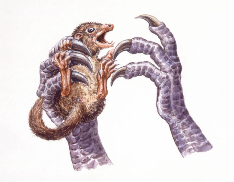 无人,横图,插画,特写,白色背景,数码,科技,野生动物,阴影,锐利,网络,捕食,高光,几何,计算机图形,合成,图画,历史,画,白色,自然,动物,两只,恐龙,爪,部分,环境,电脑合成图,数码合成图,锋利,尖锐,合成图,漫画,写实,具体,具象,古代史,地质学,史前时代,彩图,过去,古生物学