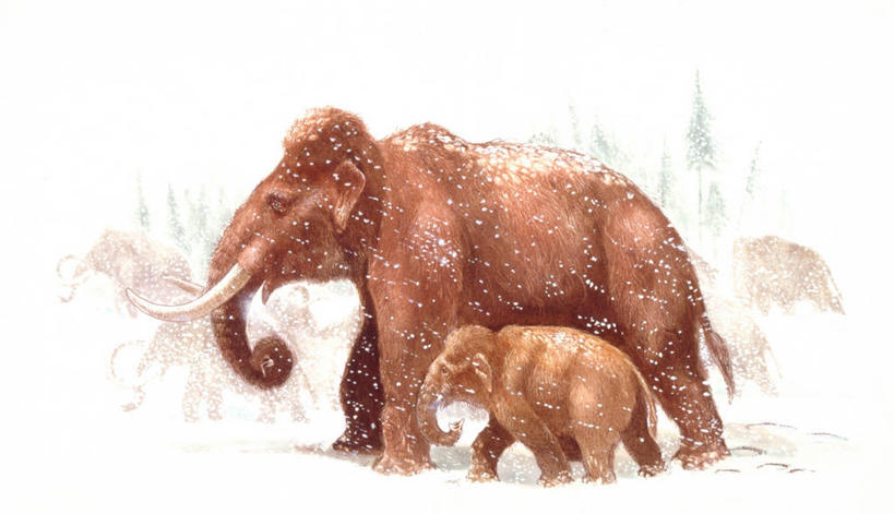 无人,横图,插画,室外,白天,侧面,数码,科技,雪,暴风雨,野生动物,阴影,网络,冬天,下雪,高光,几何,计算机图形,合成,图画,历史,画,自然,动物,保护,环境,电脑合成图,数码合成图,合成图,幼兽,漫画,写实,具体,具象,猛犸,古代史,地质学,史前时代,象,步行,彩图,过去,古生物学