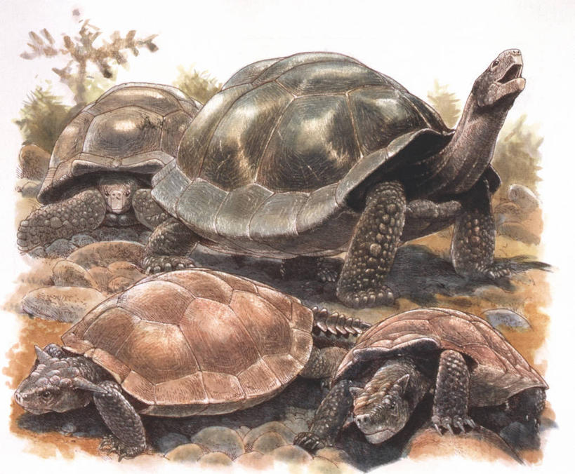 无人,横图,室外,白天,龟,野生动物,贝壳,四只,自然,环境,生物学,彩图,动物学