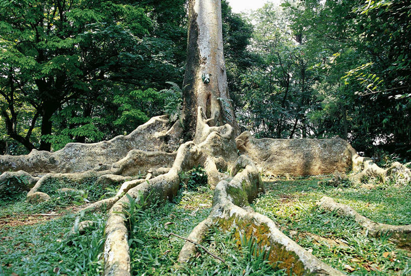 无人,横图,室外,白天,美景,森林,叶子,科学,景观,根部,树,风景,自然,景色,摄影,巨大,庞大,灌木,环境,生物学,自然风光,豌豆系,宏大,硕大,伟大,彩图