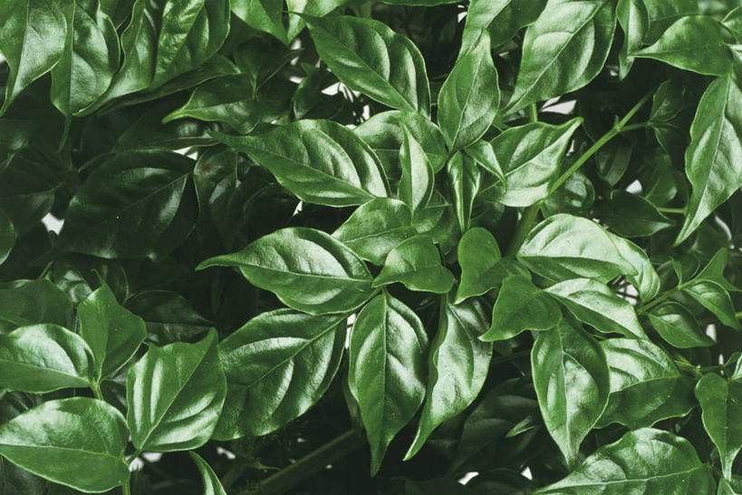 无人,横图,室外,特写,白天,植物,叶子,科学,自然,摄影,环境,生物学,彩图