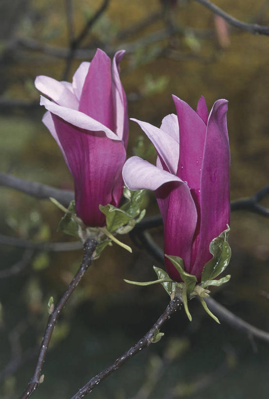 无人,竖图,室外,特写,白天,美景,玉兰花,并排,科学,景观,枝,花,花瓣,树,粉色,自然,景色,摄影,环境,生物学,自然风光,辛夷,木兰花,玉兰,应春花,木兰,白玉兰,玉树,彩图,望春,玉堂春,挨着