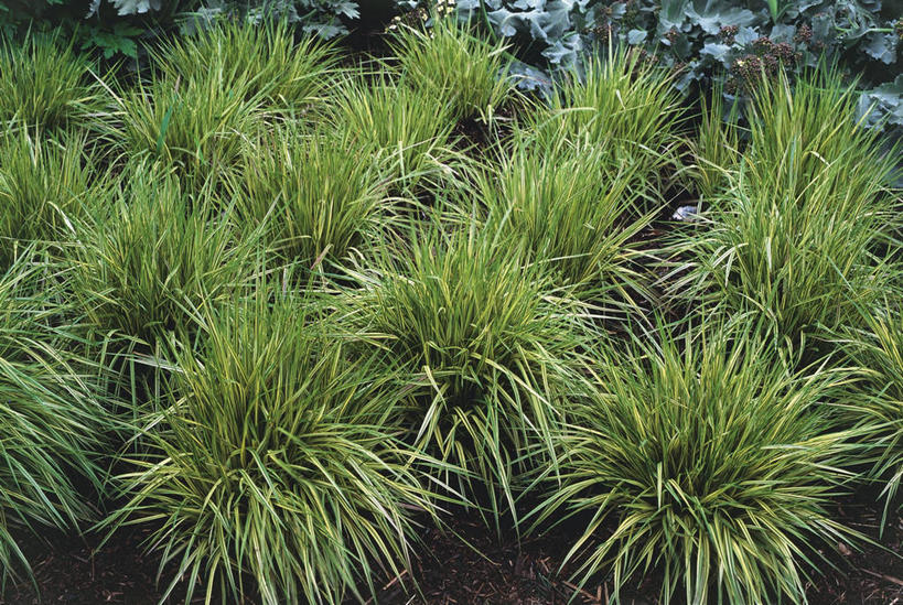 无人,横图,室外,白天,植物,科学,草,自然,摄影,环境,生物学,彩图