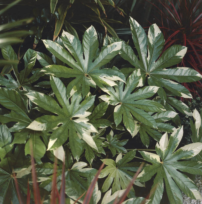 无人,竖图,方图,室外,特写,白天,叶子,日光,科学,树,自然,摄影,环境,生物学,五加科,彩图