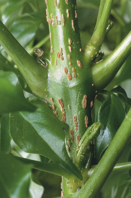 无人,竖图,室外,特写,白天,植物,叶子,科学,茎,自然,摄影,部分,环境,生物学,彩图