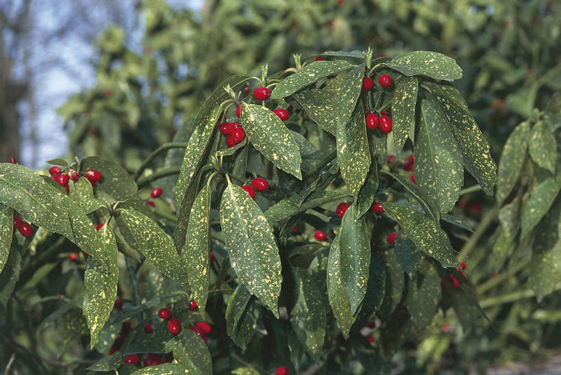 无人,横图,室外,特写,白天,美景,植物,浆果,水果,叶子,科学,景观,食品,种子,枝,红色,自然,景色,摄影,灌木,环境,生物学,自然风光,山茱萸,彩图,日本桃叶珊瑚