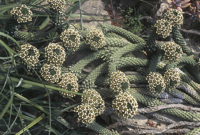 无人,横图,室外,白天,植物,科学,茎,花蕾,自然,摄影,生长,环境,生物学,彩图