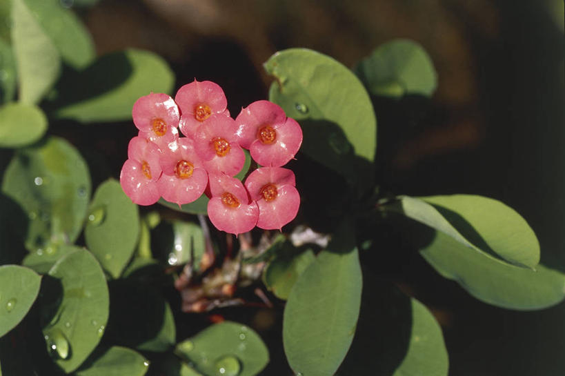 无人,横图,室外,特写,白天,美景,植物,叶子,非洲,马达加斯加,湿,科学,景观,花,花瓣,粉色,自然,景色,摄影,环境,生物学,自然风光,东非,彩图,肉质植物