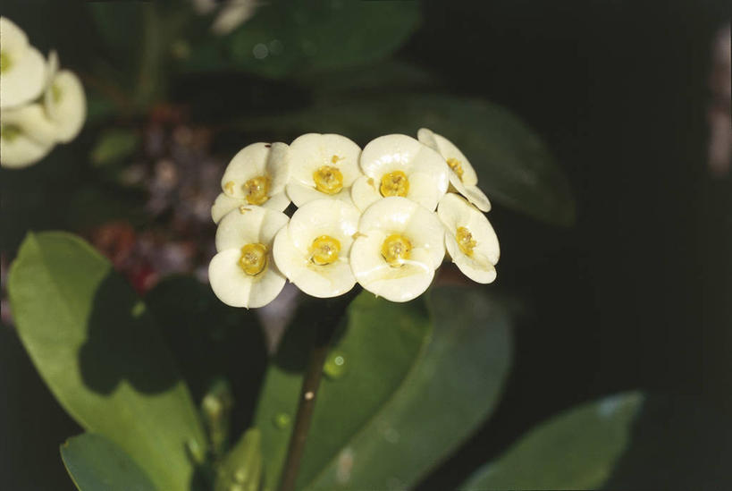 无人,横图,室外,特写,白天,美景,植物,叶子,非洲,马达加斯加,湿,科学,景观,花,花瓣,白色,自然,景色,摄影,环境,生物学,自然风光,东非,彩图,肉质植物