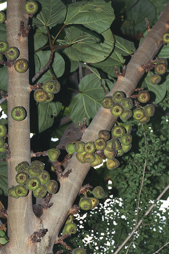 无人,竖图,室外,白天,无花果,水果,科学,食品,枝,饮食,树,树干,自然,热带水果,摄影,生长,部分,环境,生物学,无花果树,彩图