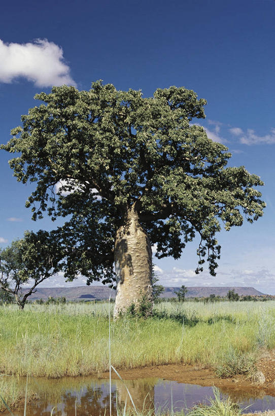 无人,竖图,室外,白天,美景,水,澳大利亚,反射,科学,池塘,景观,树,风景,自然,景色,摄影,宁静,沼泽,生物学,自然风光,澳大拉西亚,猴面包树,潘塔纳尔湿地,死水,彩图