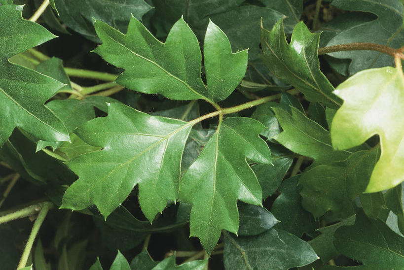 无人,横图,室外,特写,白天,植物,叶子,科学,自然,摄影,环境,生物学,彩图