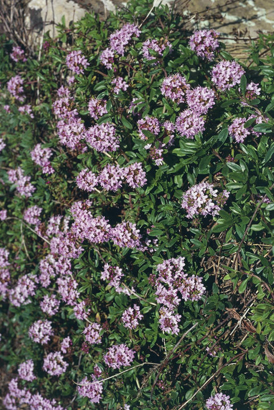 无人,竖图,室外,白天,植物,科学,花,紫色,自然,摄影,环境,百里香,生物学,草本,彩图