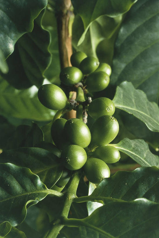 咖啡,无人,竖图,室外,特写,白天,农作物,植物,水果,叶子,科学,食品,草药,药草,枝,饮食,中药,树,自然,咖啡豆,摄影,环境,生物学,药材,中草药,中药材,本草,活血丹,茜草,血见愁,地苏木,血茜草,彩图