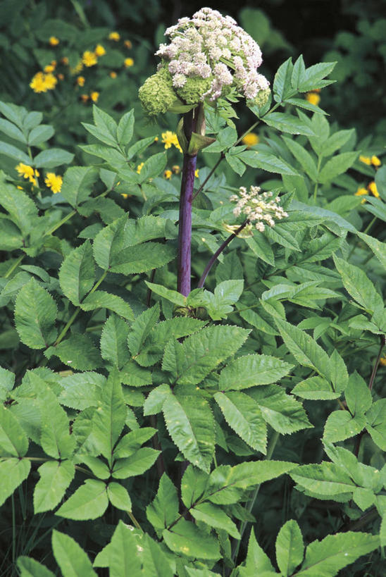 无人,竖图,室外,白天,植物,叶子,科学,自然,摄影,环境,生物学,彩图