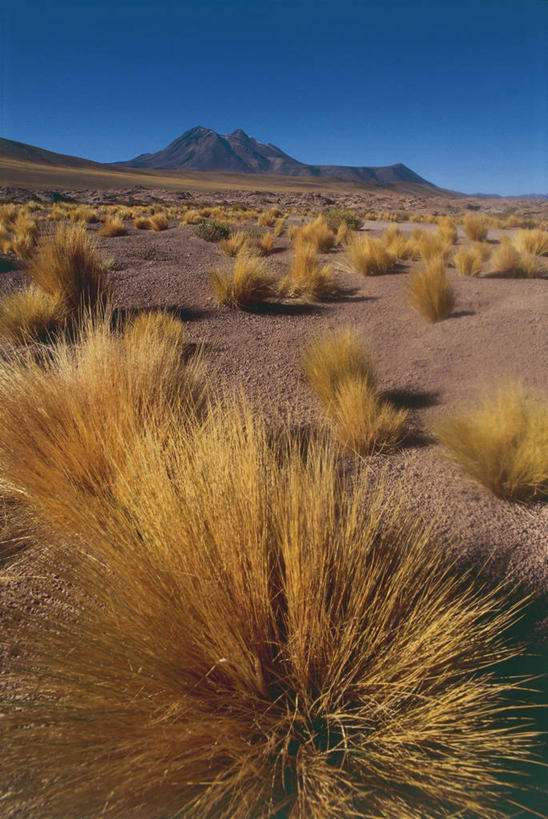无人,竖图,室外,白天,旅游,度假,草原,火山,美景,沙漠,山,智利,地形,景观,云,娱乐,草,天空,自然,平原,享受,休闲,景色,南美,放松,摄影,灌木,南美洲,气候,拉丁美洲,自然风光,美洲,干的,亚美利加洲,南亚美利加洲,智利共和国,地质学,安托法加斯塔大区,自然地理,活火山,彩图