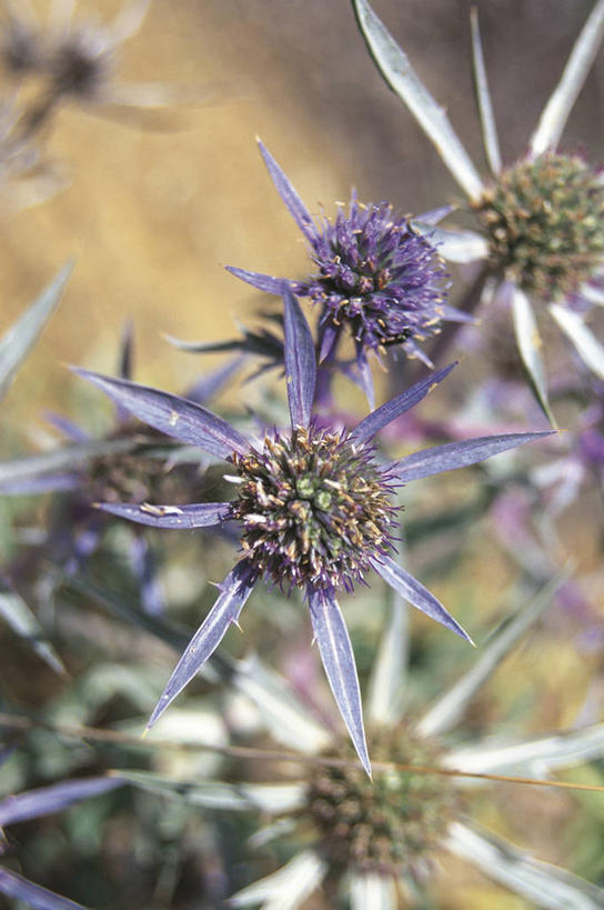 无人,竖图,室外,特写,白天,植物,科学,花,紫色,自然,摄影,环境,生物学,草本,彩图